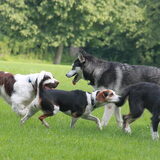 Foto van team Shadow