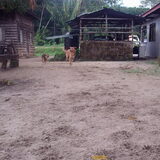 Lekker rennen met Totti,andere hondenvriend in Suriname.