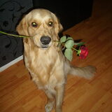 Joey onze charmeur