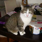 Mister big eyes, tijger