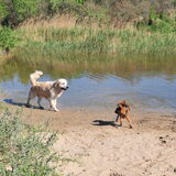 Skip in de duinen