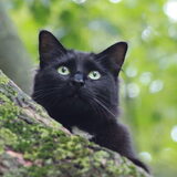 Foto van team Shadow