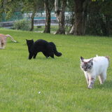 Foto van team Shadow