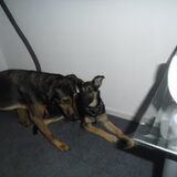 Tessa & Rexy