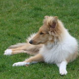 Cody in de tuin (4 maanden, juli 2011)