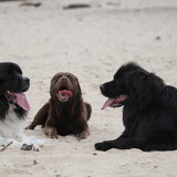 Foto van Inge, Rottweiler Nika & m'n Canadeesje(s)