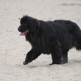 Foto van Inge, Rottweiler Nika & m'n Canadeesje(s)