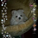 Chicka 9 weekjes