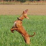 Onze Thor speelt altijd met een stok. We gooien de stok in de verte en…