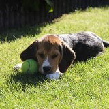niet veel groter dan een tennisbal :p
