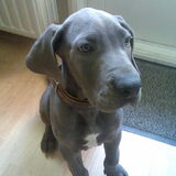 Diesel