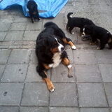 de mama van de pups