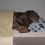 Onze lieve tosca is op 14 juli 2011 overleden ze ging nu 17 aug 2011 6…