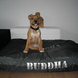 Foto van Buddha en Pip