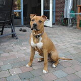 Foto van Buddha en Pip
