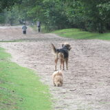 Foto van liesbeth,Turbo,Luna, Levi en Faith