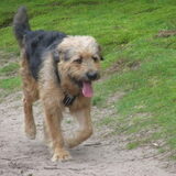 Foto van liesbeth,Turbo,Luna, Levi en Faith