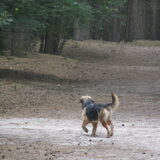 Foto van liesbeth,Turbo,Luna, Levi en Faith