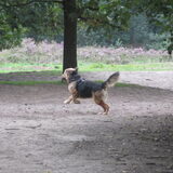 Foto van liesbeth,Turbo,Luna, Levi en Faith