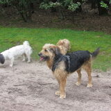Foto van liesbeth,Turbo,Luna, Levi en Faith