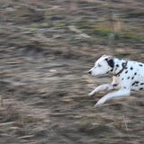Lopend over het veld
