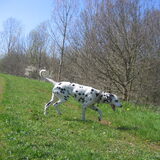 Groen gras en blauwste hemel