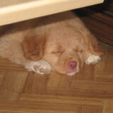 Slaap puppy slaap