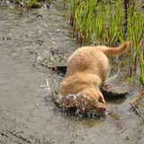 Duiken in de plas :-)