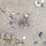 Een krab of zoiets, Kaily haalde m zo uit het water gelukkig zag ik het…