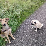 Kiwi en Bink