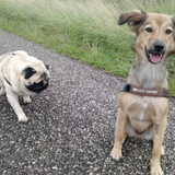 Kiwi en Bink