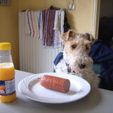 dit is Bobbie aan tafel, ze weet wanneer ze eens mag aan tafel zitten…