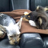 bailey en jady uitgeteld na een heerlijke wandeling