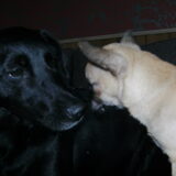 Zita lief