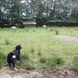 woody aant kijke naar de schapen