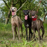 Foto van Kennel Joter