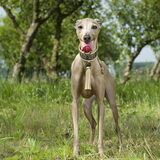Foto van Kennel Joter