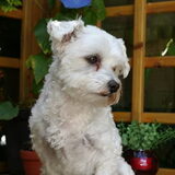 Tommy in herinnering..