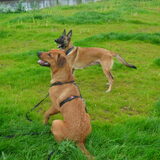Foto van Hope & Rambo