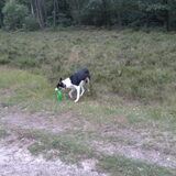 spelen met de frisbee in het bos