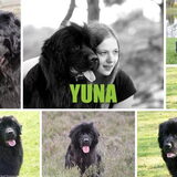 Voor Inge, Yuna & Buddy