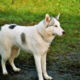 Polar's wildness Kabluna