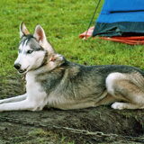 Polar's wildness Anana