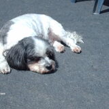 Foto van liesbeth,Turbo,Luna, Levi en Faith