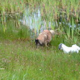 Spelen met Balou een Tervurense herder bij ons uit de straat.