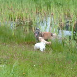 Luna vind Balou ook erg leuk.