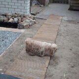 Foto van liesbeth,Turbo,Luna, Levi en Faith