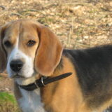 Lief koppie :-)