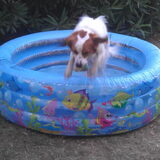 Gizmo zn prive zwembad!