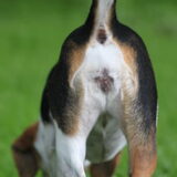 Foto van team Shadow